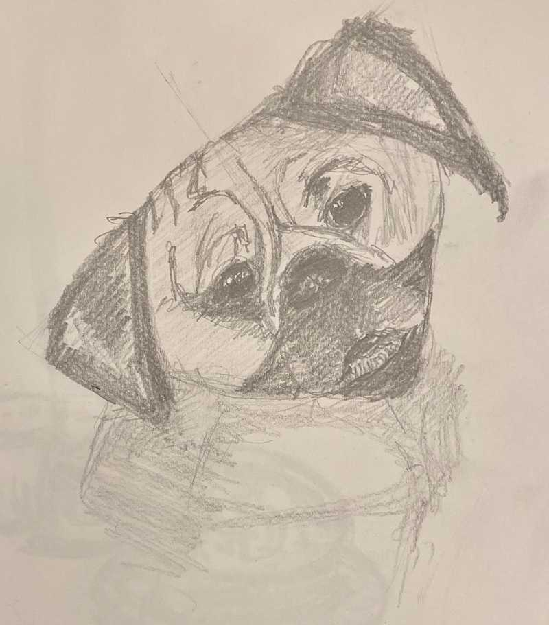 pencil sketch of a pug with head tilted