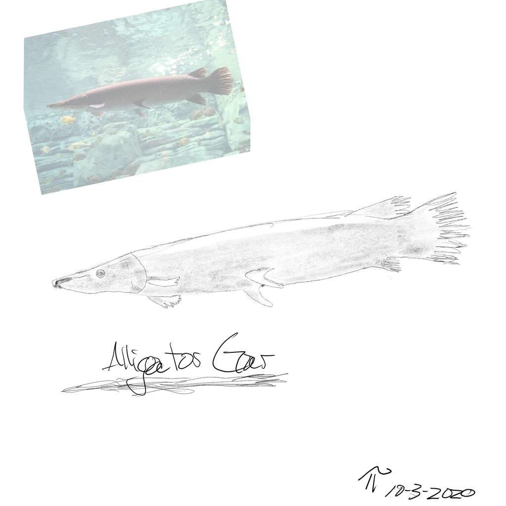 Sketch of Alligator Gar, with reference photo