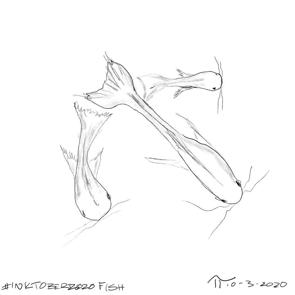 Sketch of 3 Koi