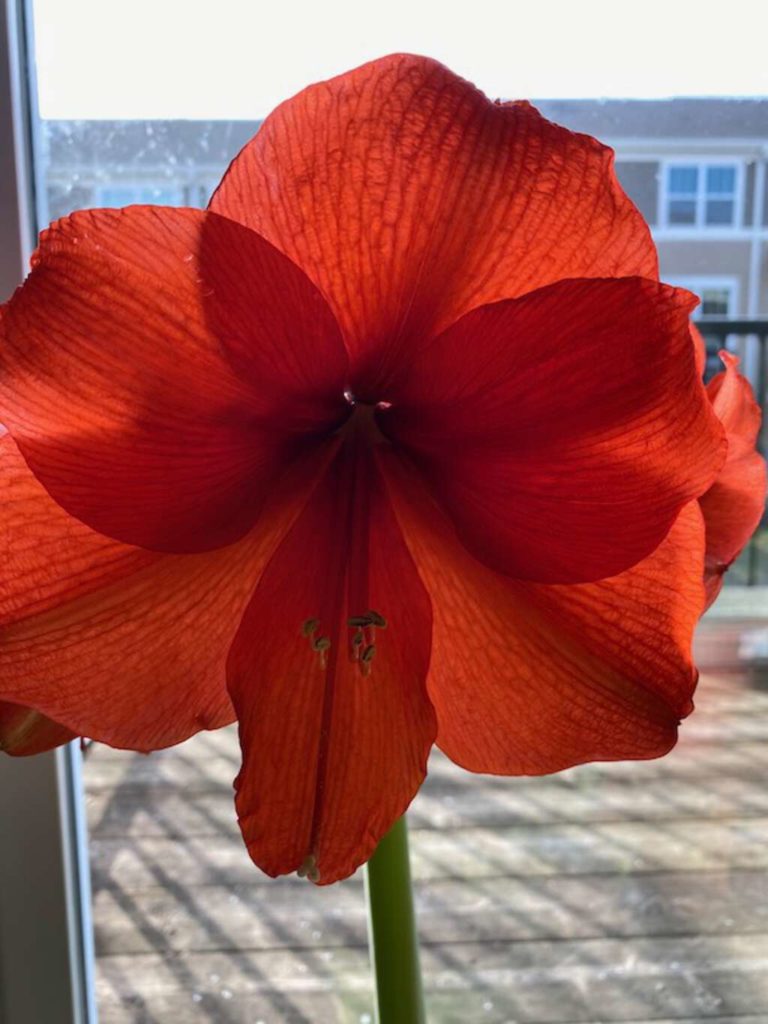source photo for painting: a red amaryllis back lit from the window behind